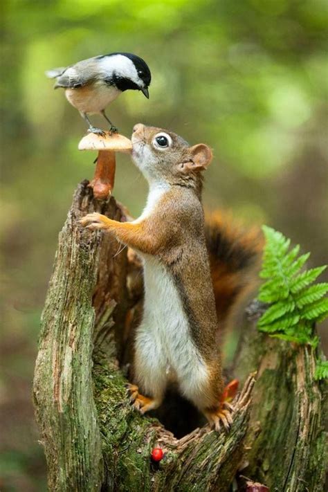 17 Best Images About Squirrels On Pinterest Baby Chipmunk Birds And