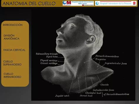 Ppt Anatomia Del Cuello Powerpoint Presentation Id Hot Sex Picture