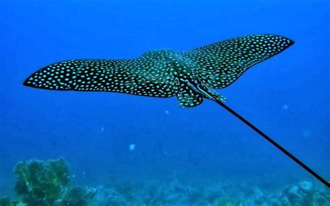 Fotografias De Animales Marinos Underwater Animals Ocean Animals