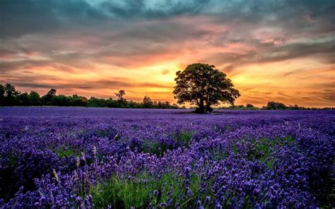 Nature Landscape Lavender Sunset Wallpapers Hd