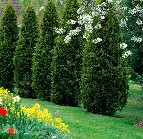 Gut, dass sie uns haben! Thuja düngen: Pflege-Tipps für den Lebensbaum - Plantura