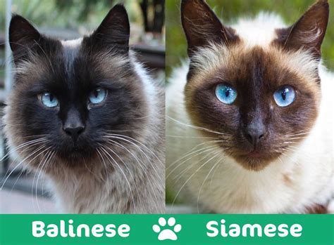 Balinese Vs Siamese Cat Whats The Difference With Pictures Catster