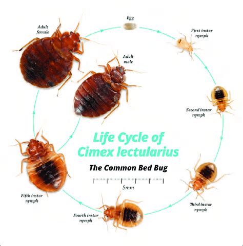 2 Life Cycle Of A Bed Bug Download Scientific Diagram