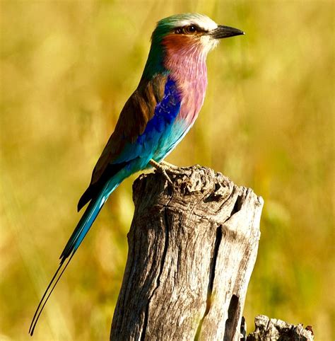 Lilac Breasted Roller Lilac Breasted Roller Coracias Caud Flickr