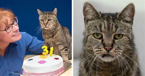 In a feline's very first year, he or she reaches the human age equivalent of 15. World's Oldest Cat Is 31 And Still Has Many Lives Left ...