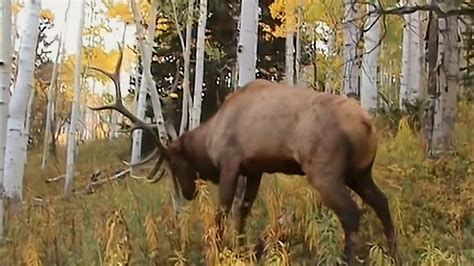 Monster Bull Elk At 5 Yards Youtube
