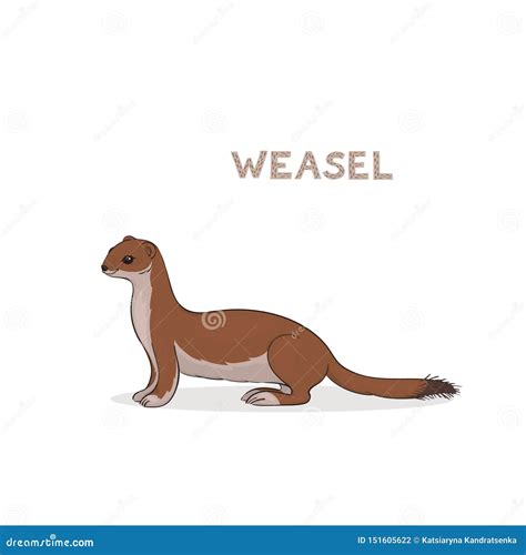 A Cartoon Cute Weasel Isolated On A White Background Animal Alphabet
