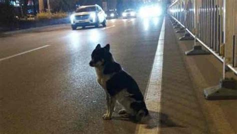Der Besitzer Ist Gestorben Der Hund Wartet 83 Tage Lang Am Straßenrand