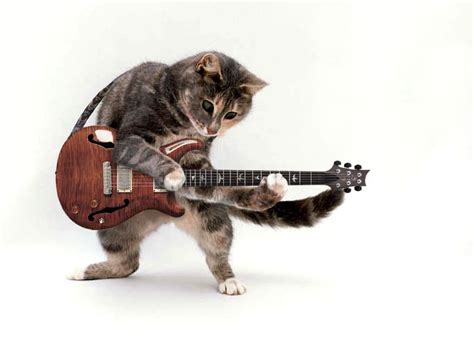 Cat Guitar By Archaic On Deviantart Cool Cats