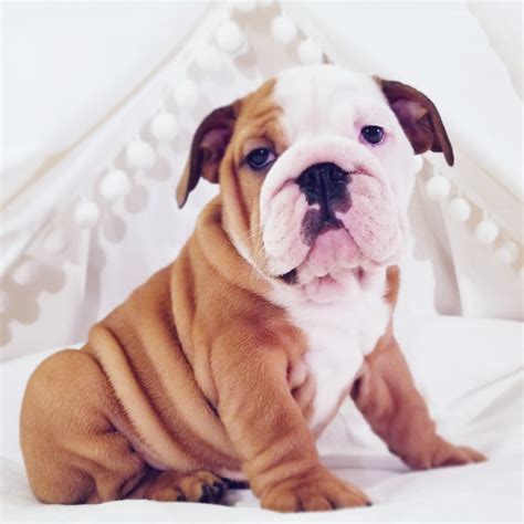 English Bulldog Puppies For Sale Erie Pa 320946