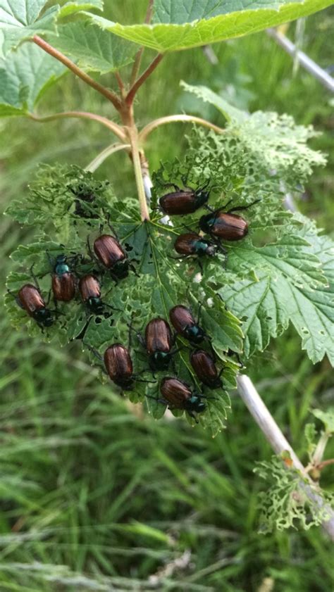 Fluen tilhører gruppen af snyltefluer, hvis larver lever inde i andre insekter. benteslilleverden - Oldenborre - slik kan du bli kvitt dem!