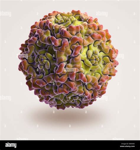 Estructura El Parvovirus Humano B19 Pdb 1s58 B19 Virus Provoca