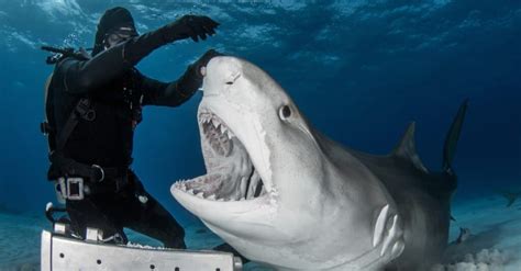 The Top 10 Scariest Sharks From Giants To Jaws Dogbreathyoga
