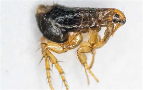 What Do Fleas Eat Miche Pest Control