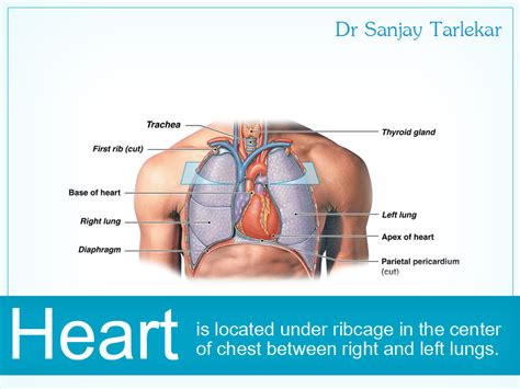 Under the rib cage, we have a host of other organs including the gallbladder, bile ducts, pancreas, right kidney, colon (right colic flexure and first part of the transverse colon), stomach (end portion), duodenum and a portion of the rest of the small intestine. Picture Of Organs That Sit Upder Left Rib Cage - Picture ...