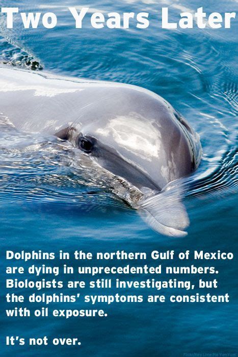 Save A Dolphin Please Not Only Vaquita Dolphins Due To Their Cute Smile