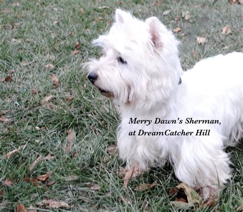 Adult West Highland White Terrier For Sale Illinois Dreamcatcher