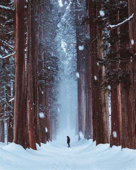 Giant Redwoods And Sequoia Forest In Winter California 森の壁紙 風景 風景 イラスト