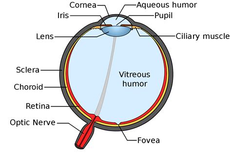 Are there any parts of the human body that get oxygen directly from the