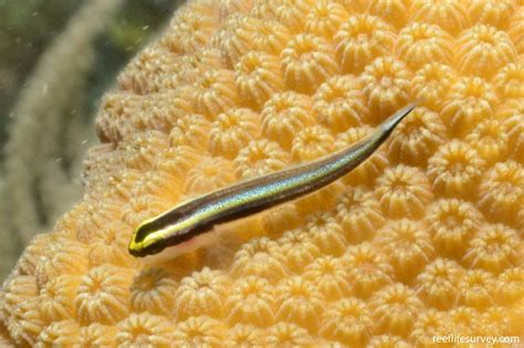 Elacatinus Genie Cleaner Goby Reef Life Survey