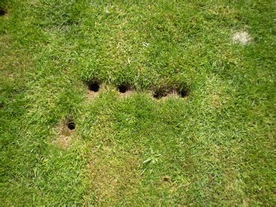 Call orkin to get rid of wasp infestations & protect your home from wasp & pest generally, wasps get in through openings that lead inside our homes and commercial buildings. Any advice to who the culprit is for making these holes in ...