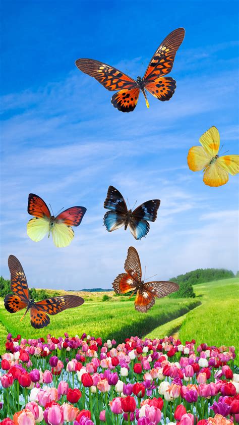 Fantasy Butterfly Wallpaper 65 Pictures