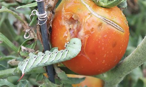 23 Tomato Pests How To Identify Treat And Prevent Them Backyard