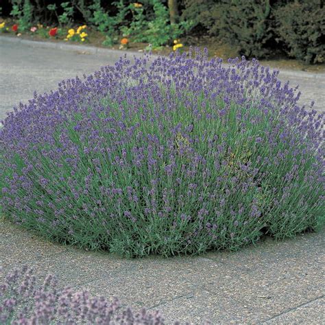 Lavandula Munstead Jackson And Perkins