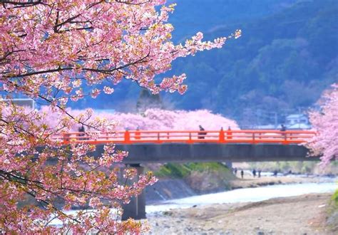 Kawazu Japan Cherry Blossom Guide Japanese Cherry Blossom Festival