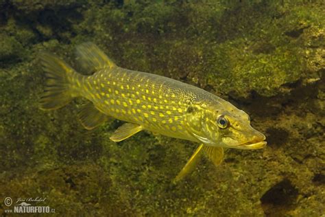 Northern Pike Photos Northern Pike Images Nature Wildlife Pictures