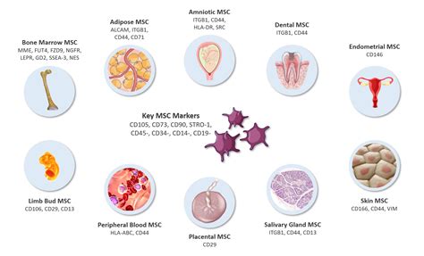 A Guide To Mesenchymal Stem Cell Msc Markers Biocompare The Buyer