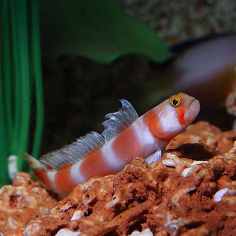 Suntail Goby Fast Professional Service Abyss Aquatics