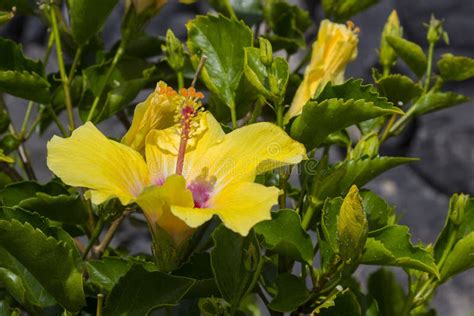 A Beautiful Yellow Hibiscus Flower Photographed In Bright Sunlight