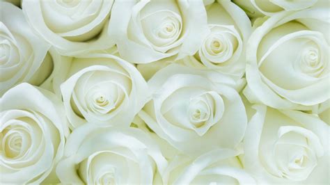 Desktop Wallpaper White Roses Flowers Close Up Hd Image Picture