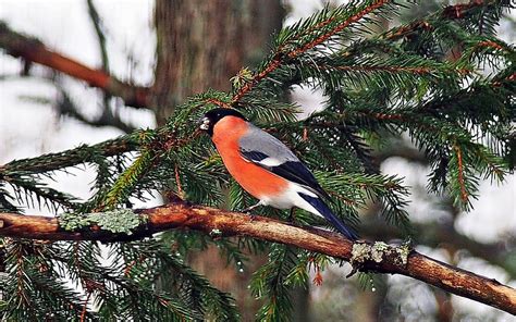 Bullfinch Tree Branch Bird Hd Wallpaper Peakpx