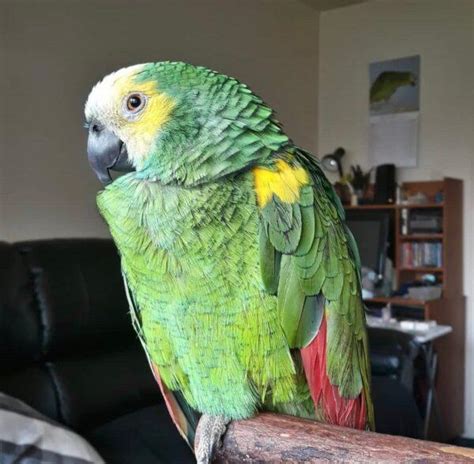 Steph Saint Lucia Amazon Parrot For Sale Birds Online Usa