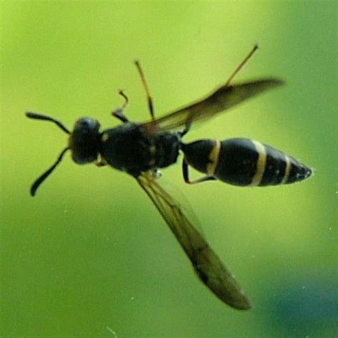 A yellow and black striped wasp on a black background with space for text. Potter Wasp