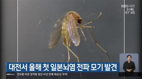 대전서 올해 첫 일본뇌염 전파 모기 발견