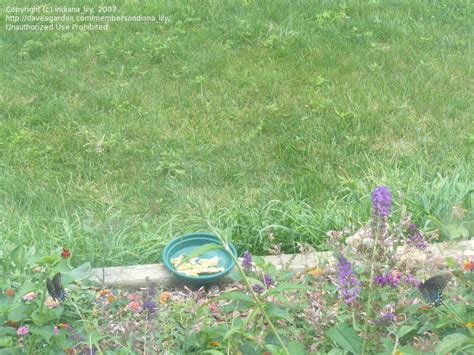 Hummingbird And Butterfly Gardening Two Female Eastern Tiger