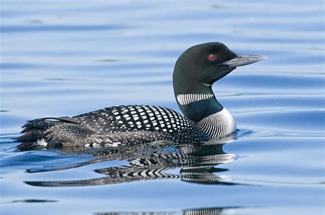10 Amazing Facts About Loons Cottage Life