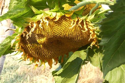 Organic Seeds — Giant Titan Sunflower — San Diego Seed Company