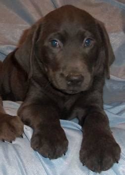 Akc registered silver labrador retrievers. AKC Charcoal Lab puppies-1 male left! for Sale in Hatfield, Minnesota Classified ...