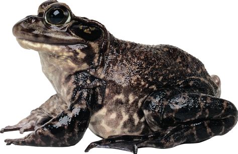 Frog Png Transparent Image Download Size 2248x1452px