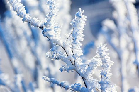 Hoar Frost On A Branch Free Stock Photo Public Domain Pictures