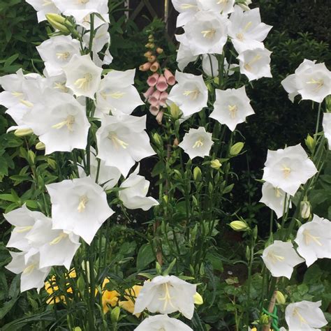 Campanula Persicifolia Bells White Bellflower Bells White In