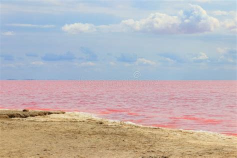 View Of Pink Salty Syvash Lake In Kherson Region Ukraine Stock Image