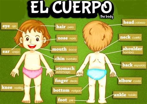 Partes del cuerpo en inglés Aprendo en inglés