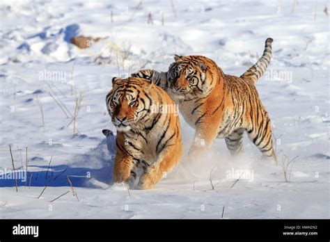En Harbin China El Parque De Tigres Siberianos Tigre Siberiano