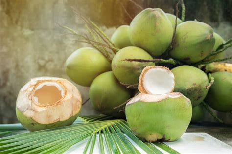 Unduh 79 Gambar Buah Kelapa Terbaik Info Gambar