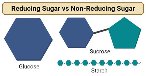 Reducing Vs Non Reducing Sugar Definition 9 Key Differences Examples